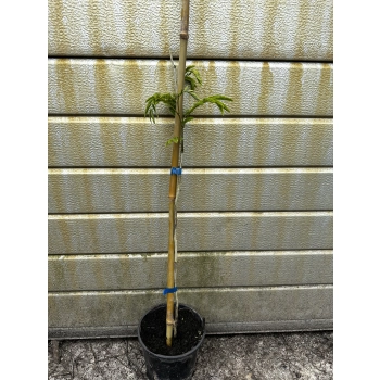 ALBICJA JEDWABISTA na pniu perskie drzewko - sadzonki 50 / 80 cm